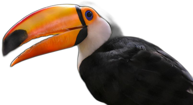 Tucano-toco da Amazônia